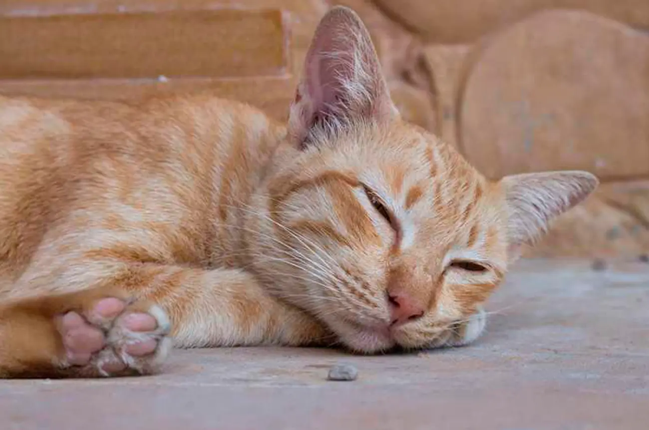 Coccidiosis en gatos: un parásito silencioso que puede afectar su salud