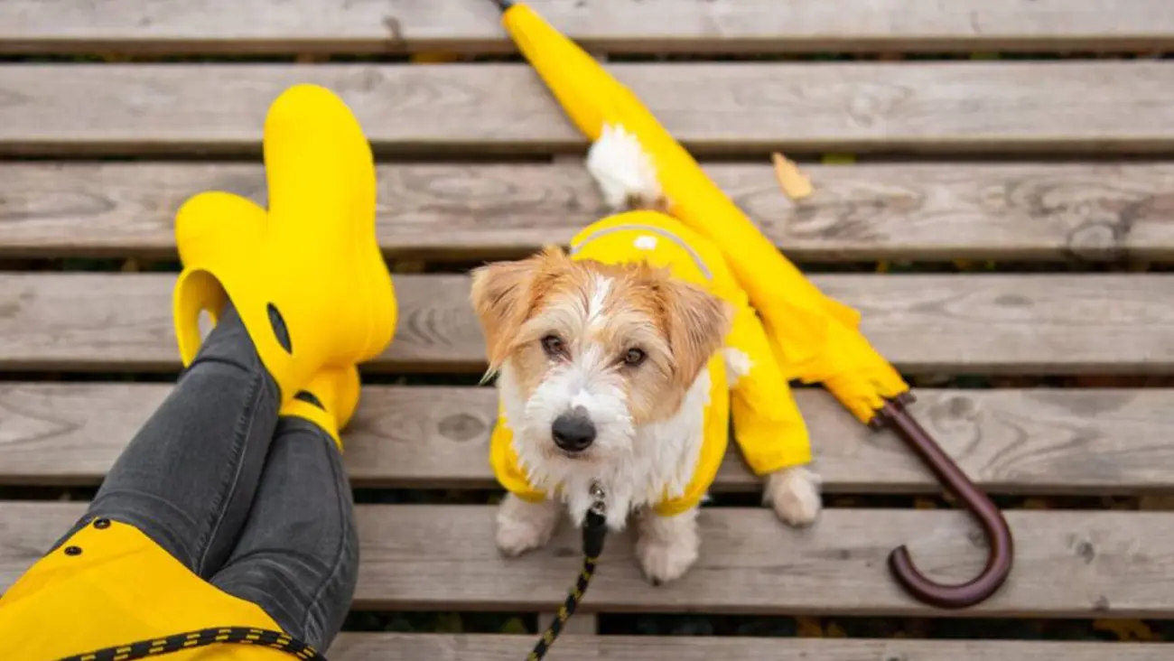 Paseos bajo la lluvia: cómo proteger a tu perro sin cancelar su rutina