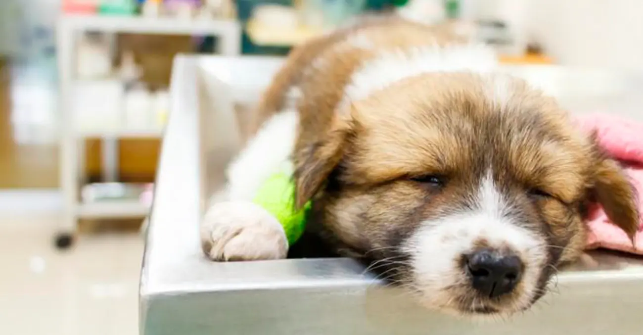 Parvovirus canino: una amenaza silenciosa que exige prevención