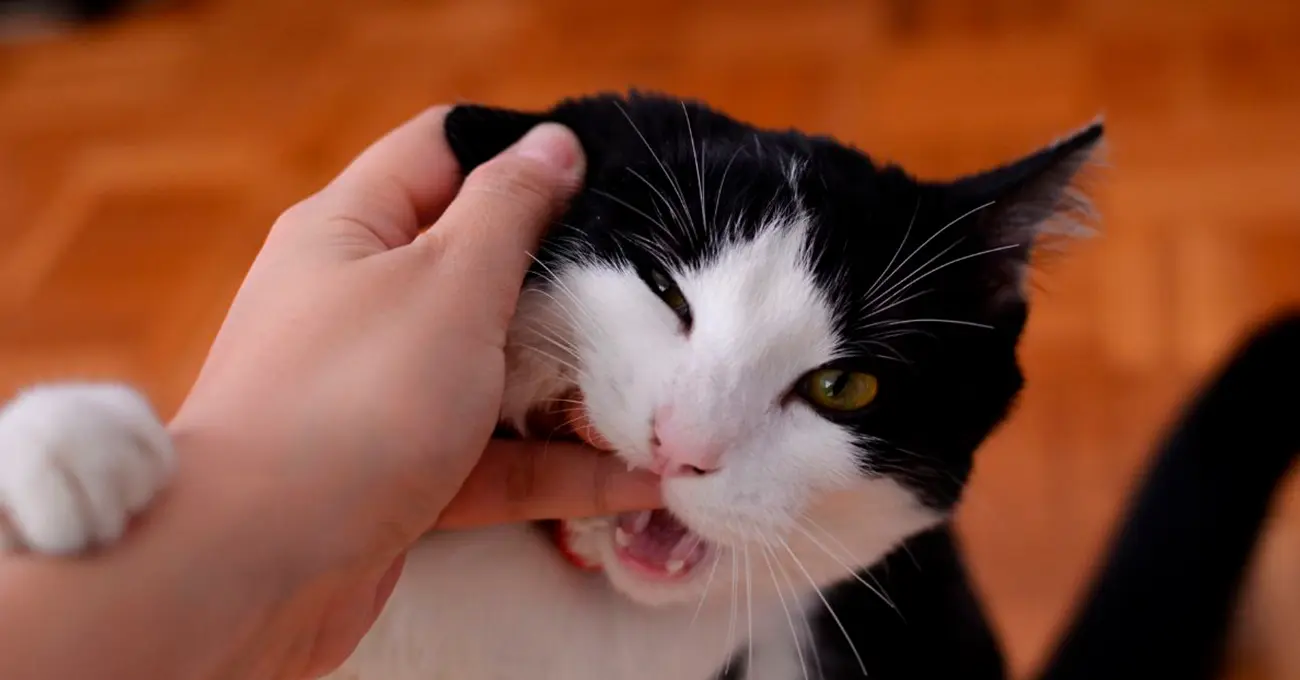 ¿Qué hacer si un gato te muerde?