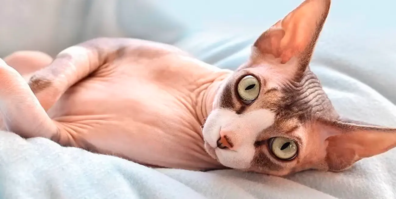 Gatos y alergias: lo que realmente las provoca y qué razas considerar