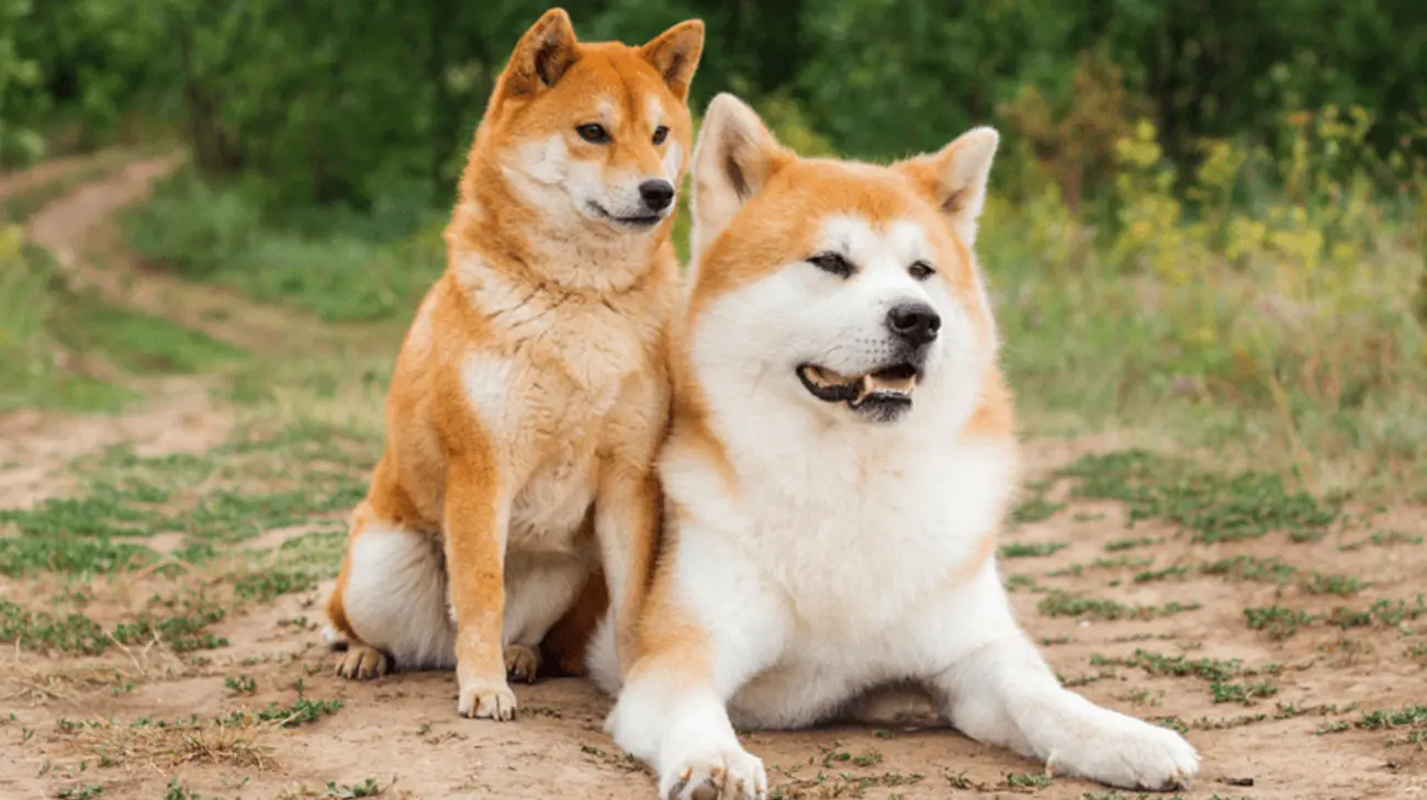 Razas caninas que conservan la huella de los primeros perros domesticados