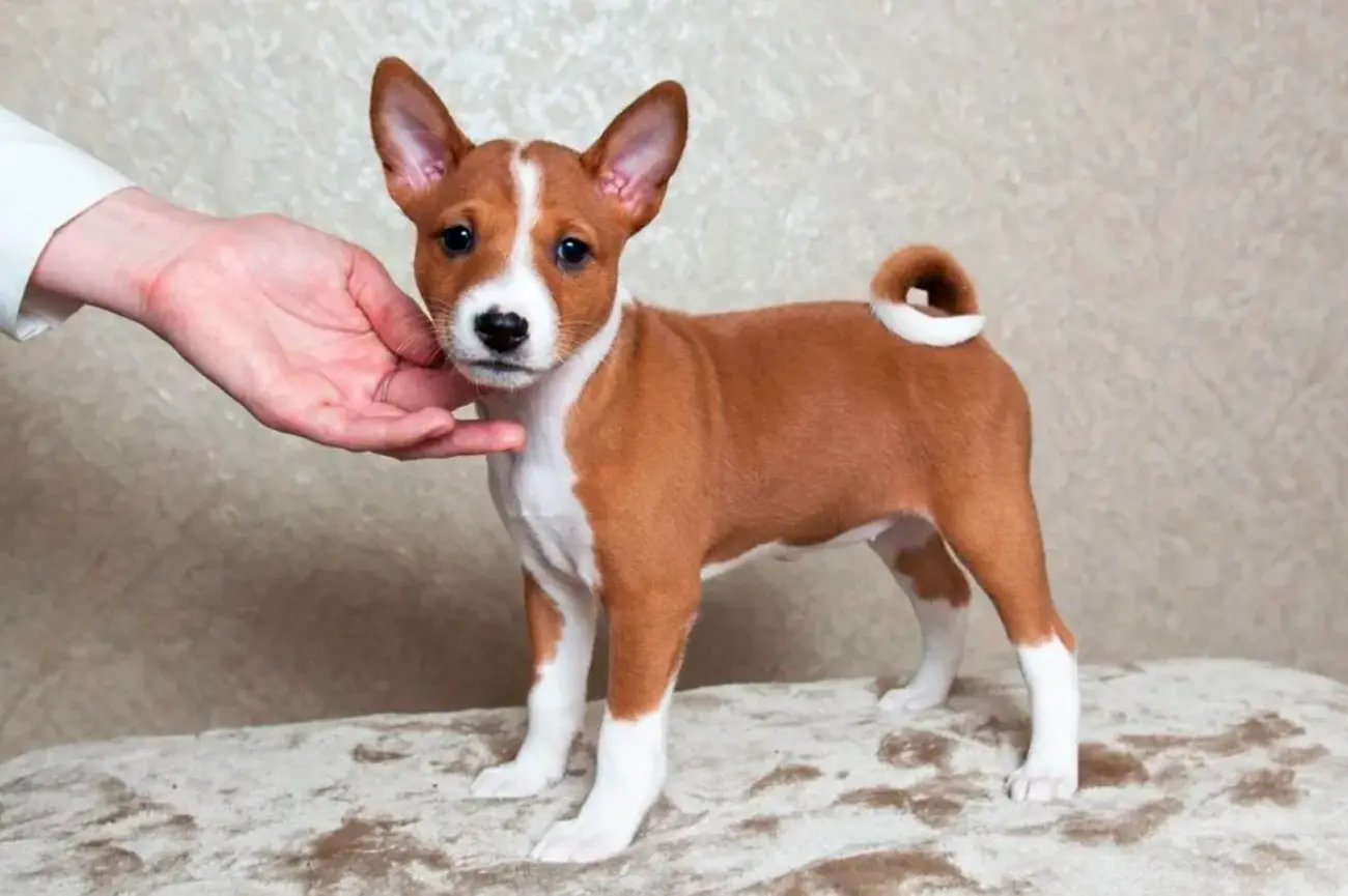 Razas caninas que conservan la huella de los primeros perros domesticados