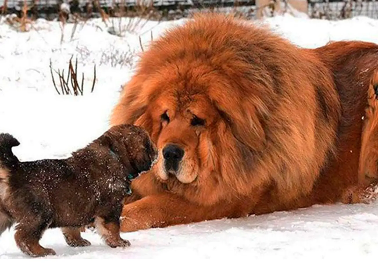 Razas caninas que conservan la huella de los primeros perros domesticados