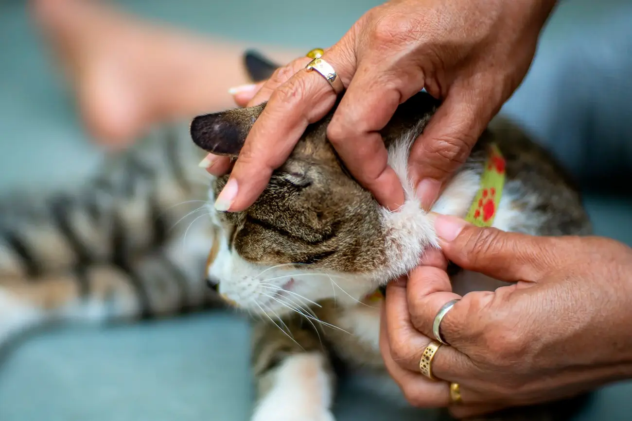 Pulgas en gatos: prevención y cuidados básicos
