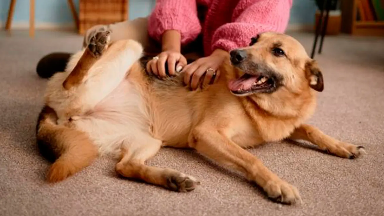 La sensibilidad de los perros a las caricias y cosquillas