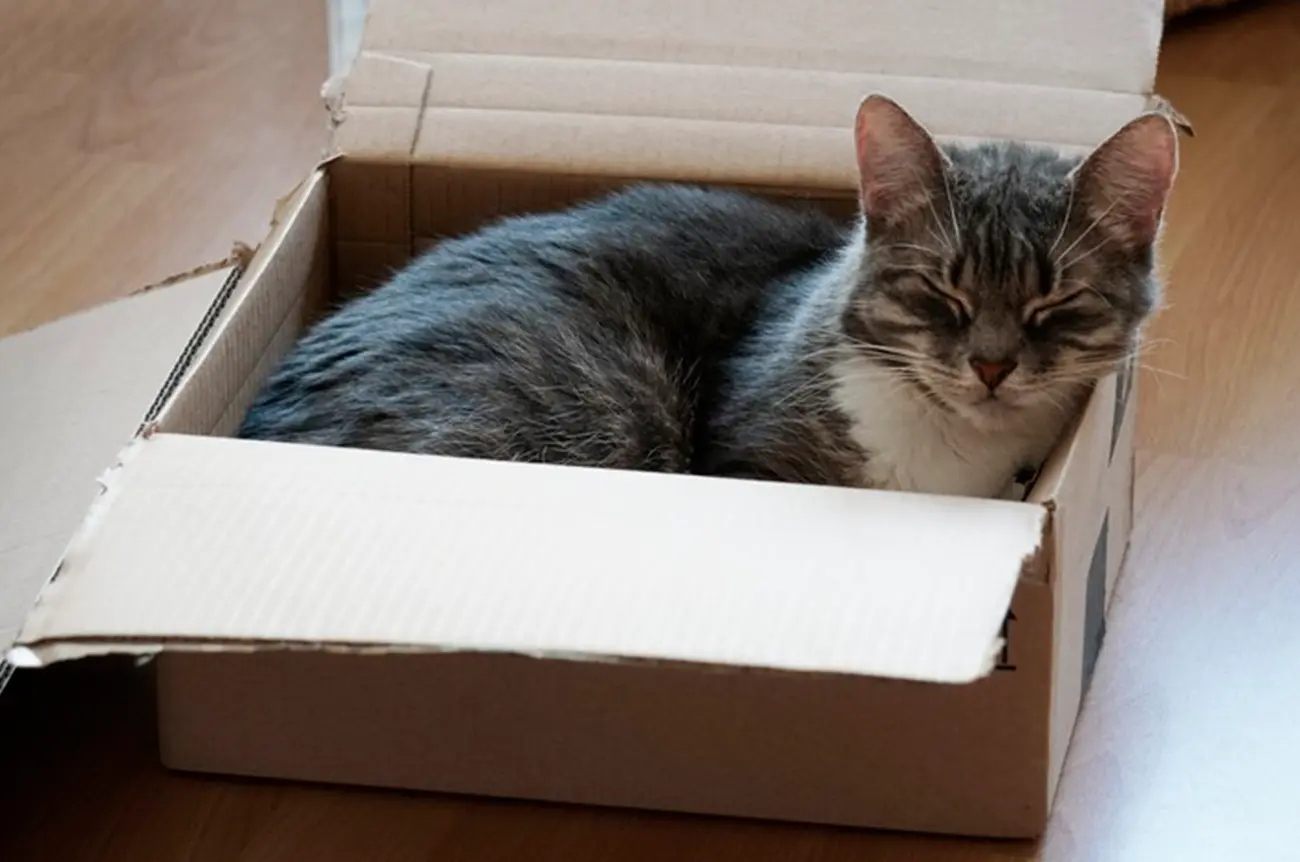 ¿Tu gato prefiere una simple caja de cartón a su cama? Te decimos la razón
