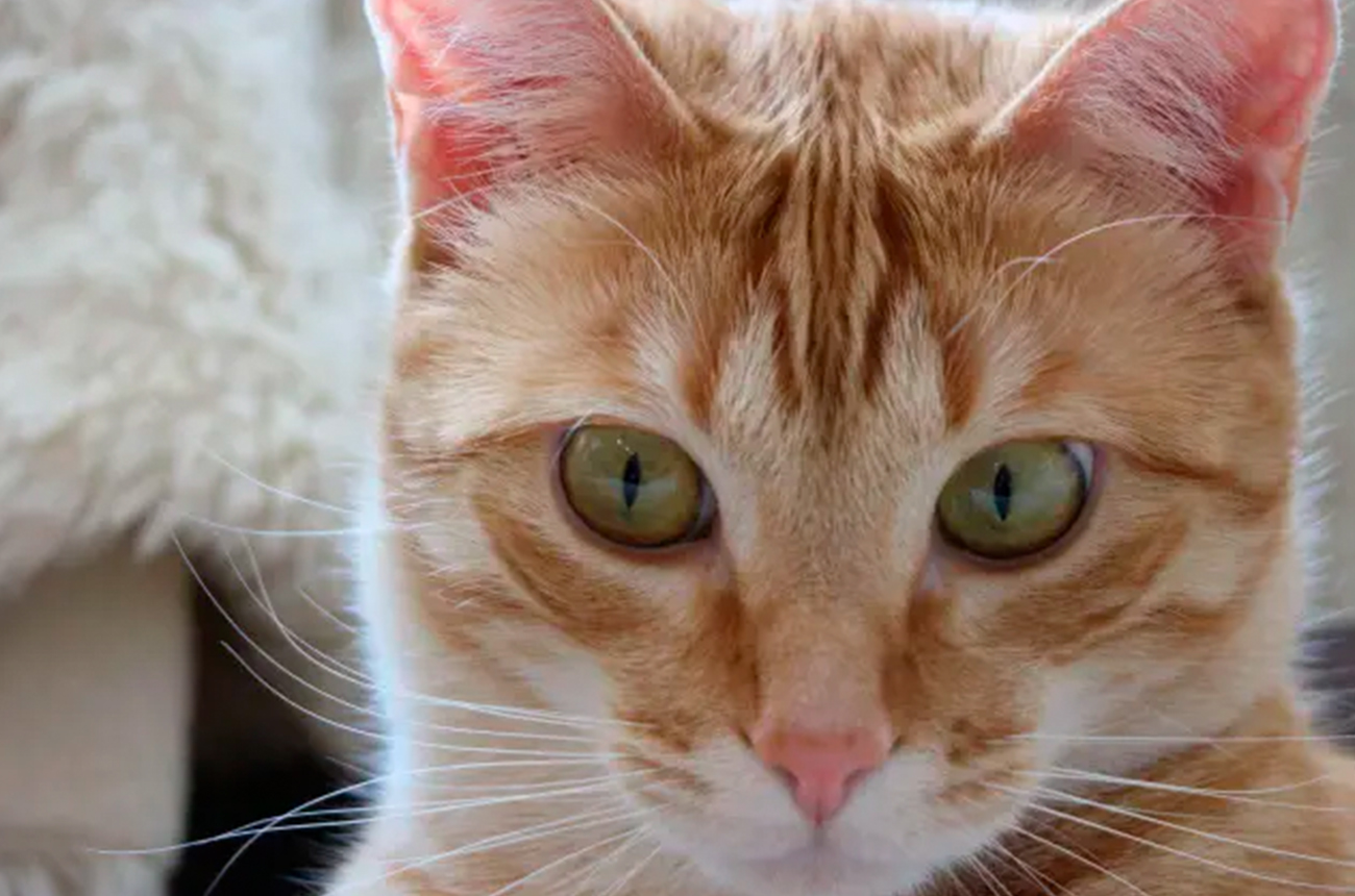 ¿Por qué cambia el color de ojos en los gatos?