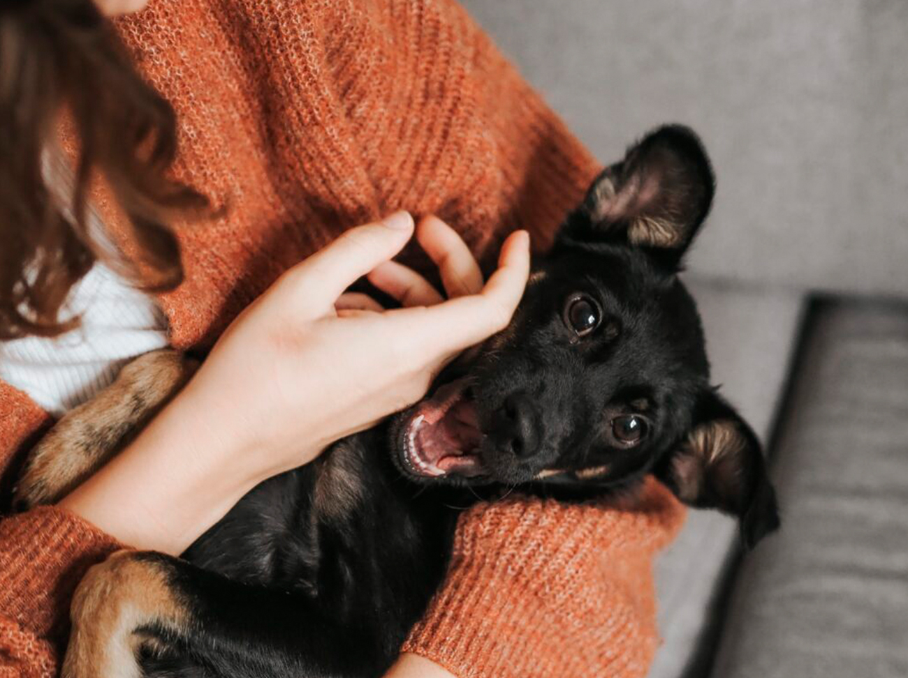 ¿Los perros sienten emociones o proyectamos las nuestras?