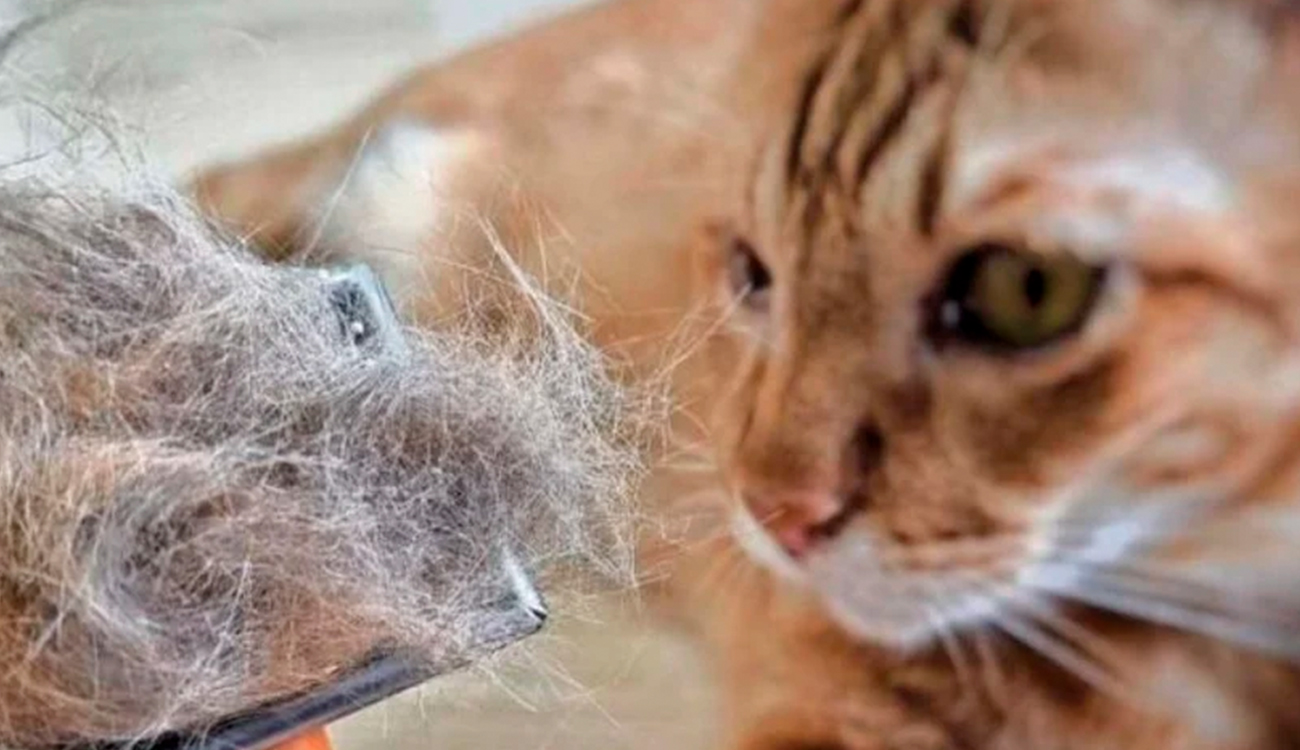Cambio de pelaje en gatos: por qué ocurre y cómo manejarlo