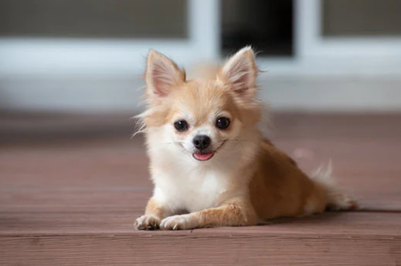 Las razas caninas más populares en México