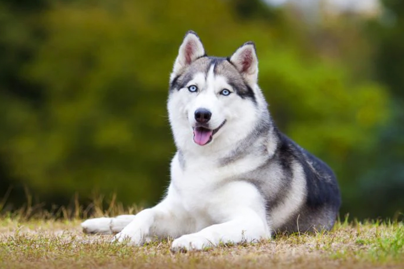 Las razas caninas más populares en México