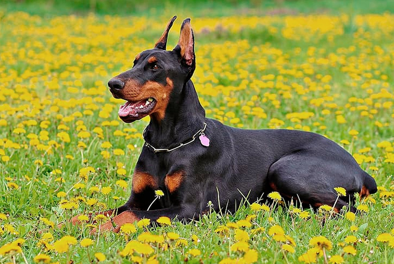 Razas de perro que pierden poco pelo