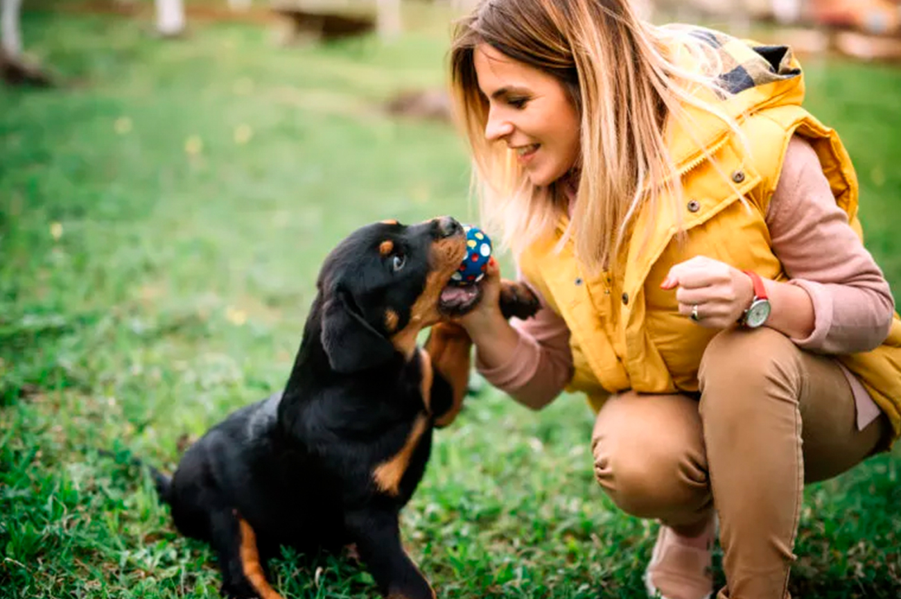 Cómo mantener entretenido a un cachorro en sus primeros meses