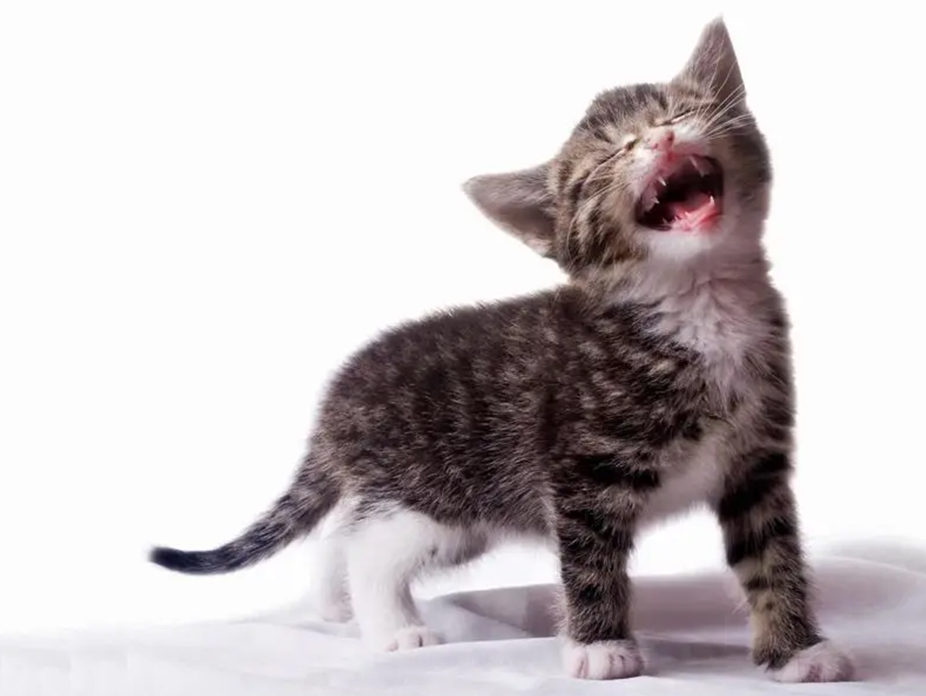 ¿Por qué maúllan los gatos? Lo que intentan decirte