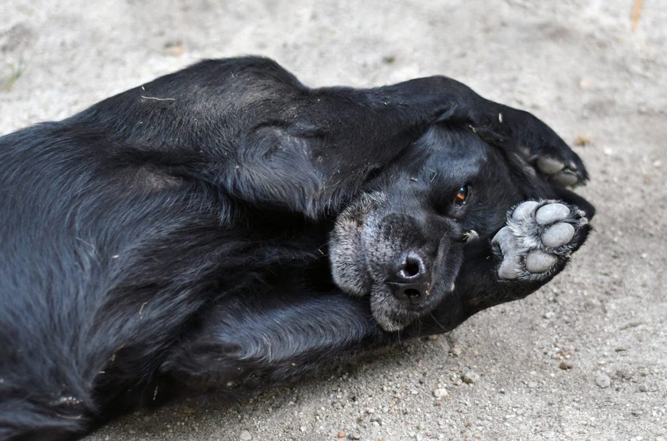 ¿Por qué los perros se frotan la cara? Señales que pueden revelar lo que sienten