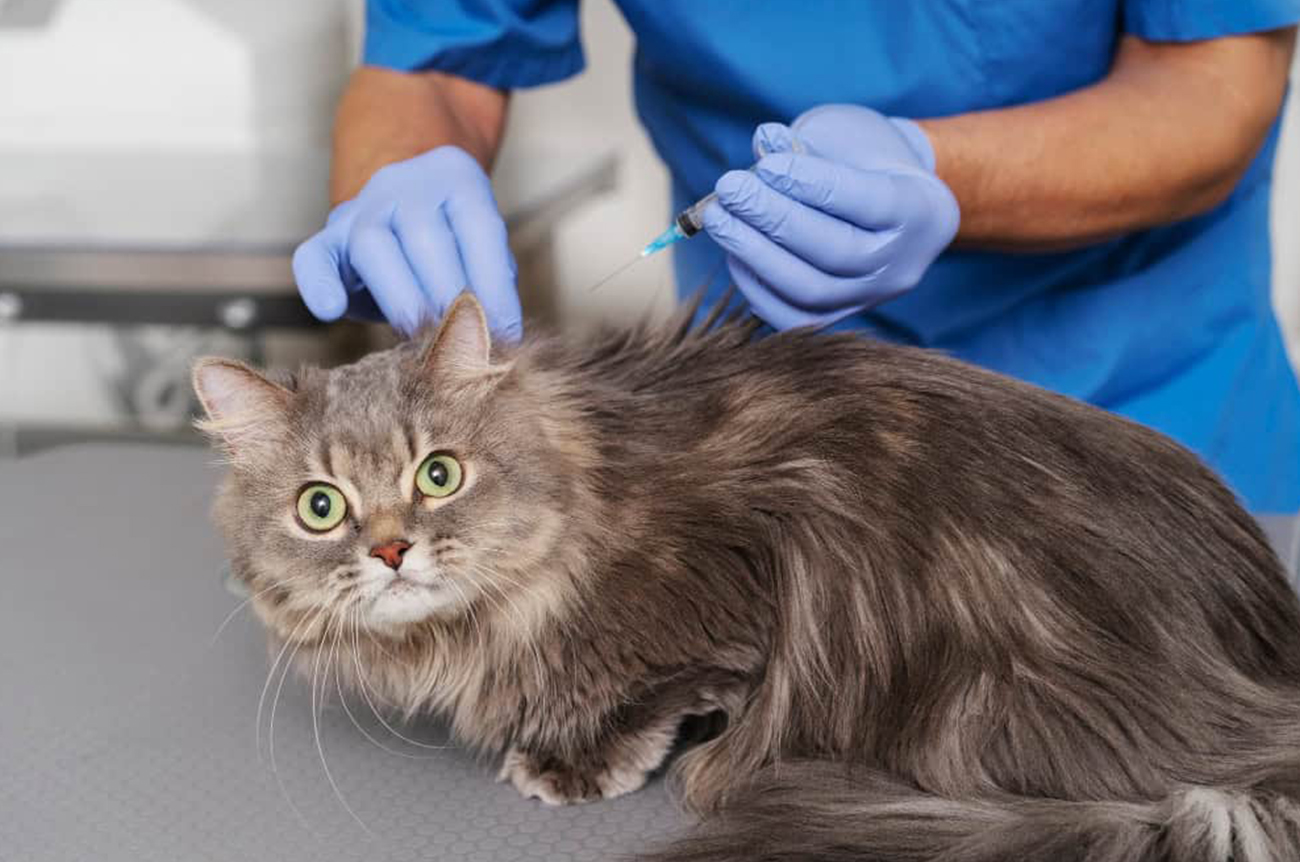 Medicina preventiva en gatos: la clave para una vida saludable