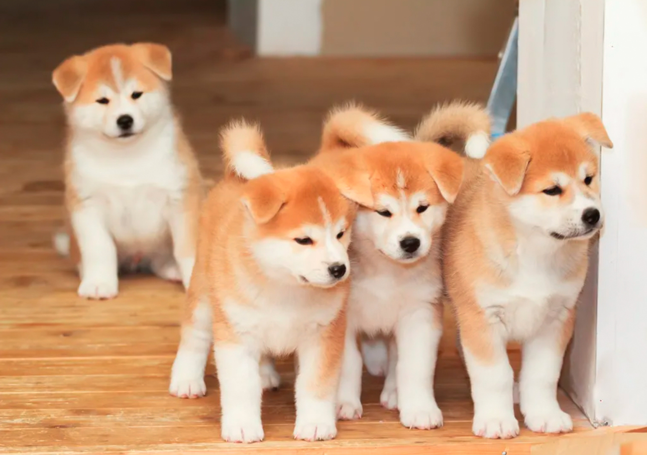 Razas de perros asiáticos: historia, carácter y diversidad en un solo continente