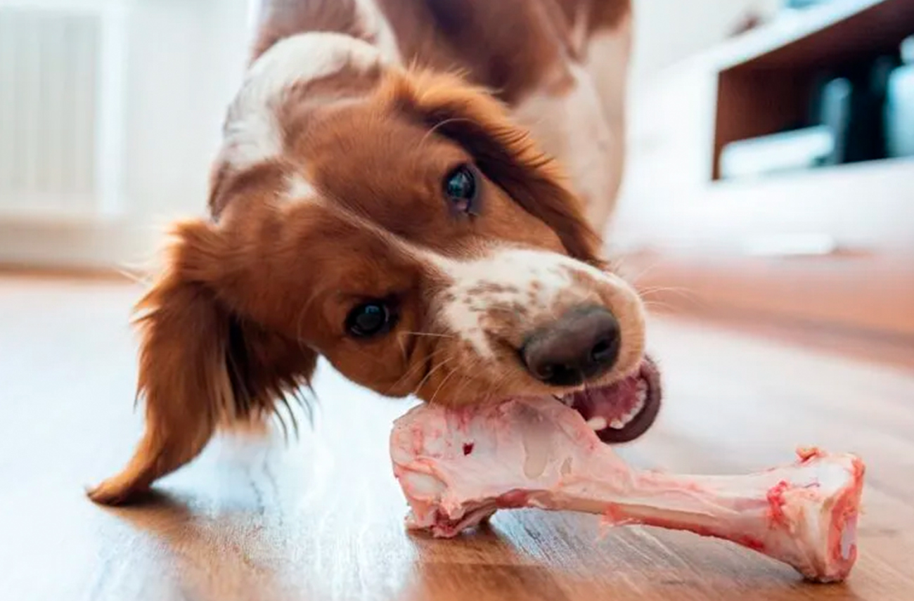 ¿Los huesos son buenos para tu perro? Lo que debes saber