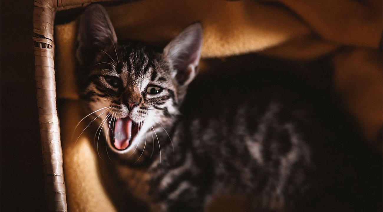 ¿Tu gato maúlla por la noche? Aprende a entenderlo y ayudarlo
