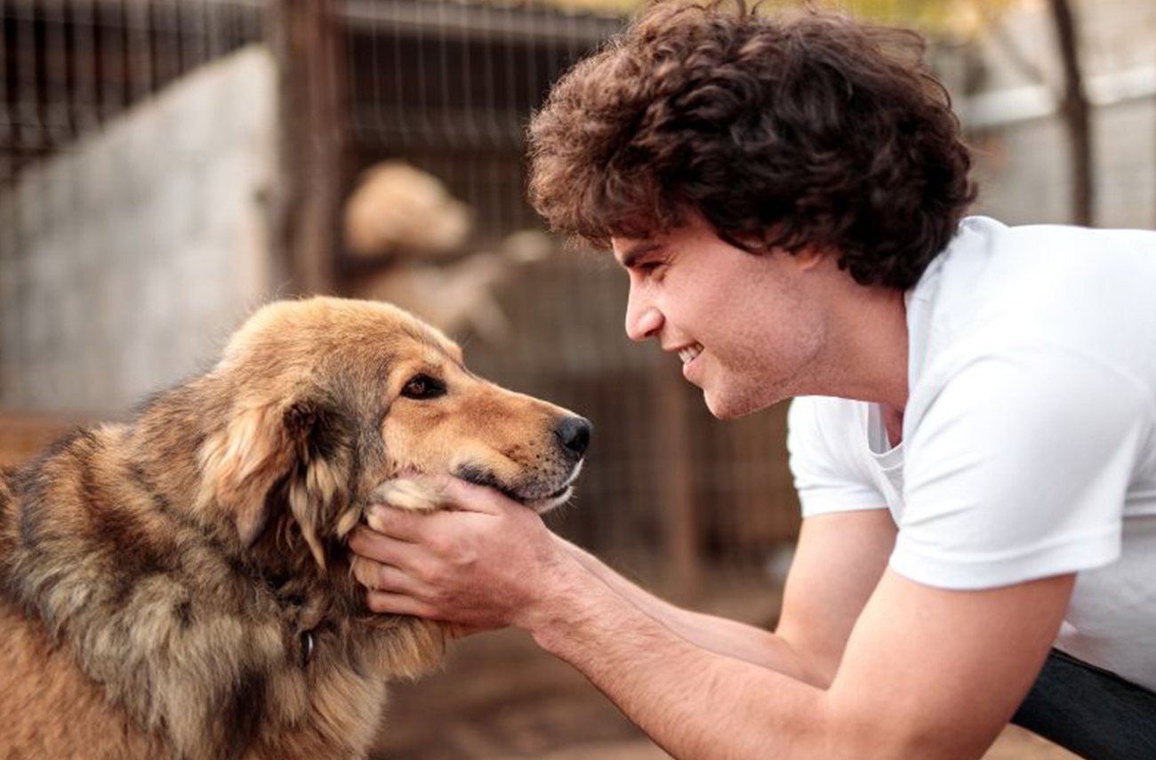 Un nuevo comienzo: cómo ayudar a tu perro adoptado a adaptarse