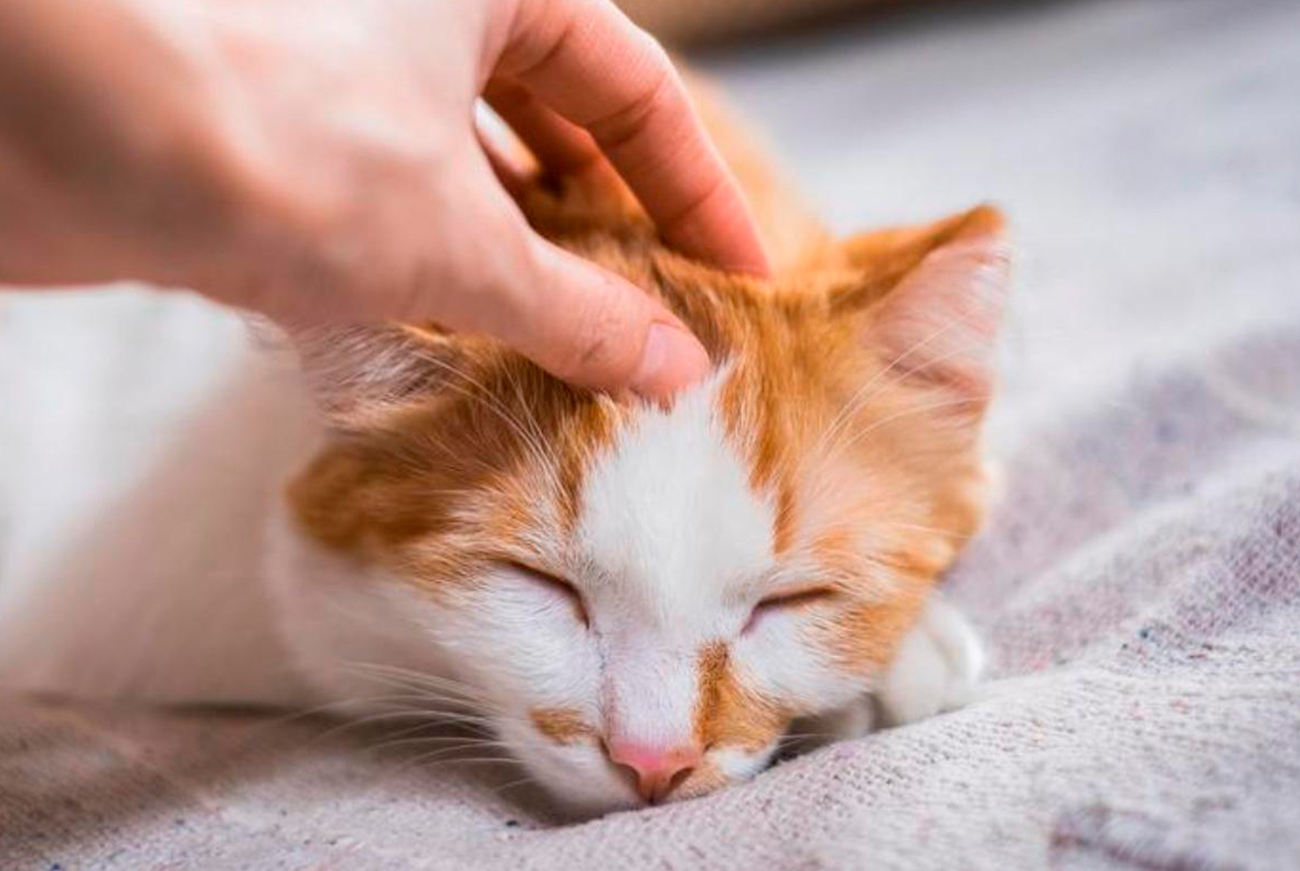 Caricias con sentido: dónde sí y dónde no tocar a tu gato