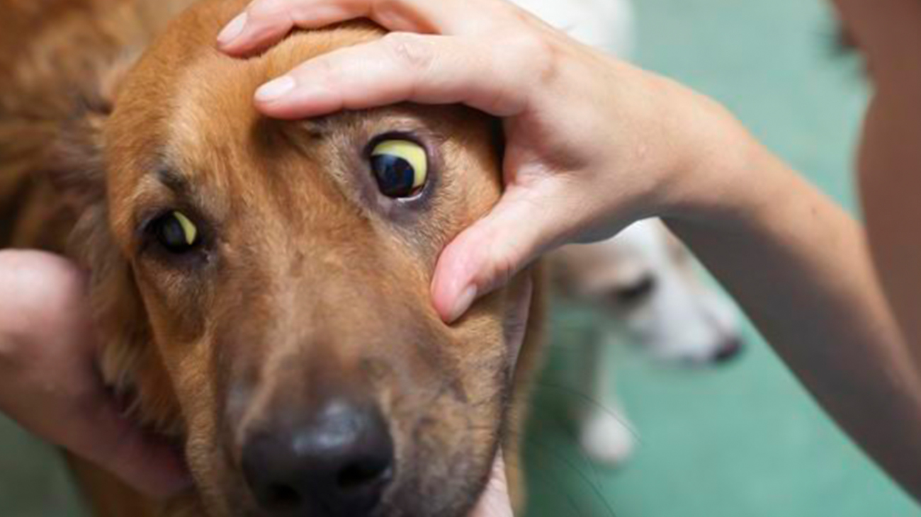 Anemia en mascotas: señales de alerta y la importancia del diagnóstico