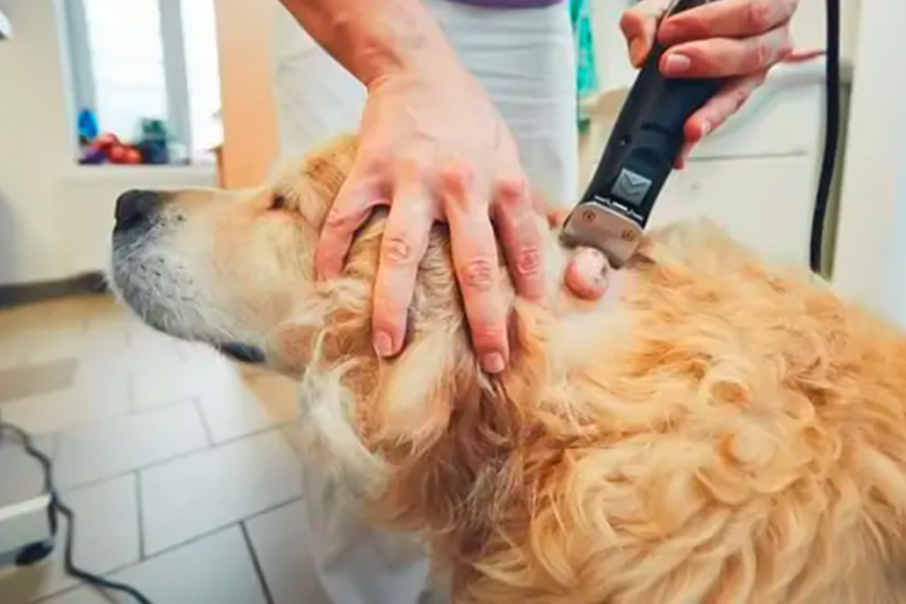 Tumores en perros: qué son, tipos y por qué es clave detectarlos a tiempo