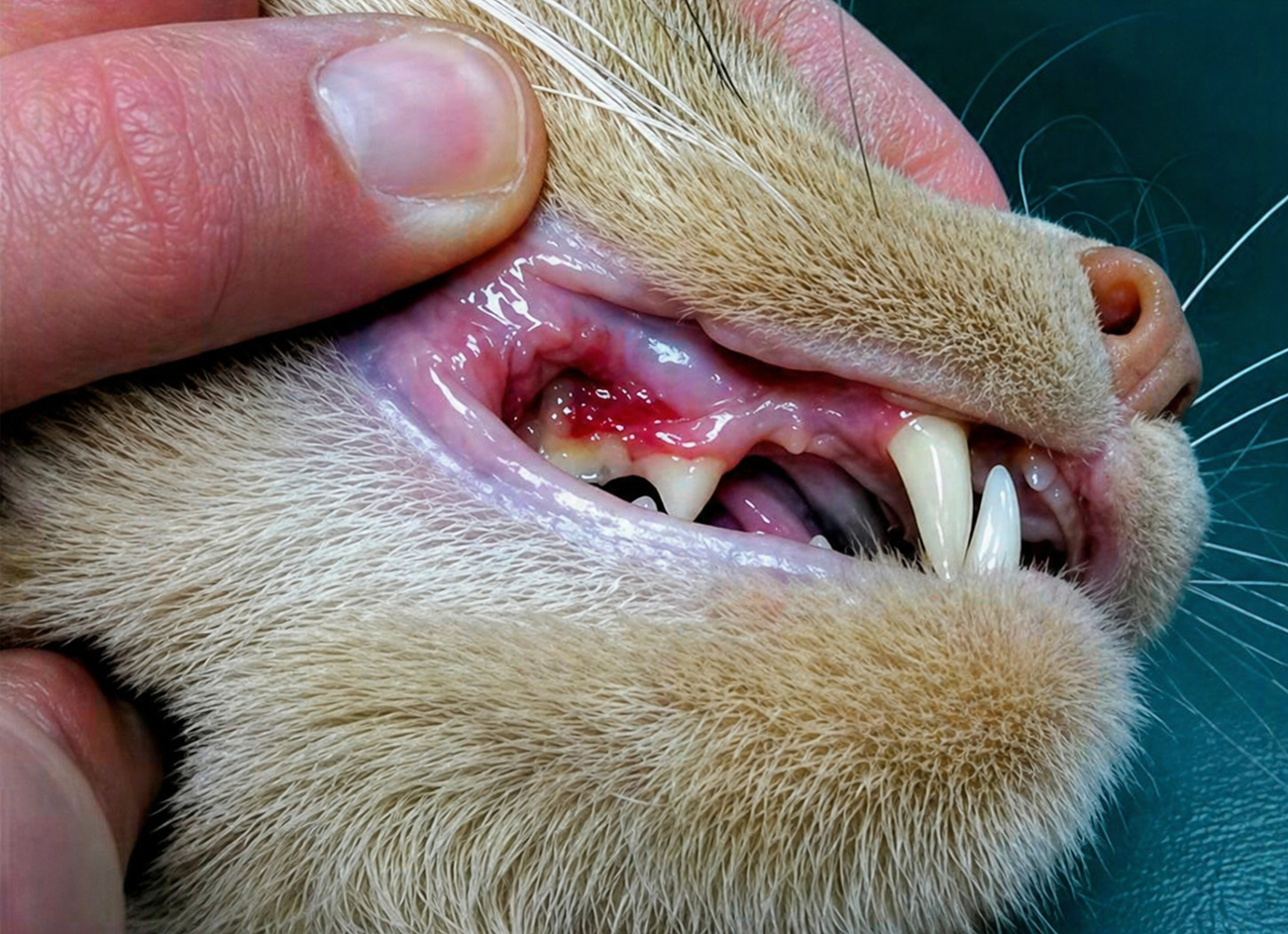 Enfermedad periodontal en mascotas: señales tempranas que no debes pasar por alto