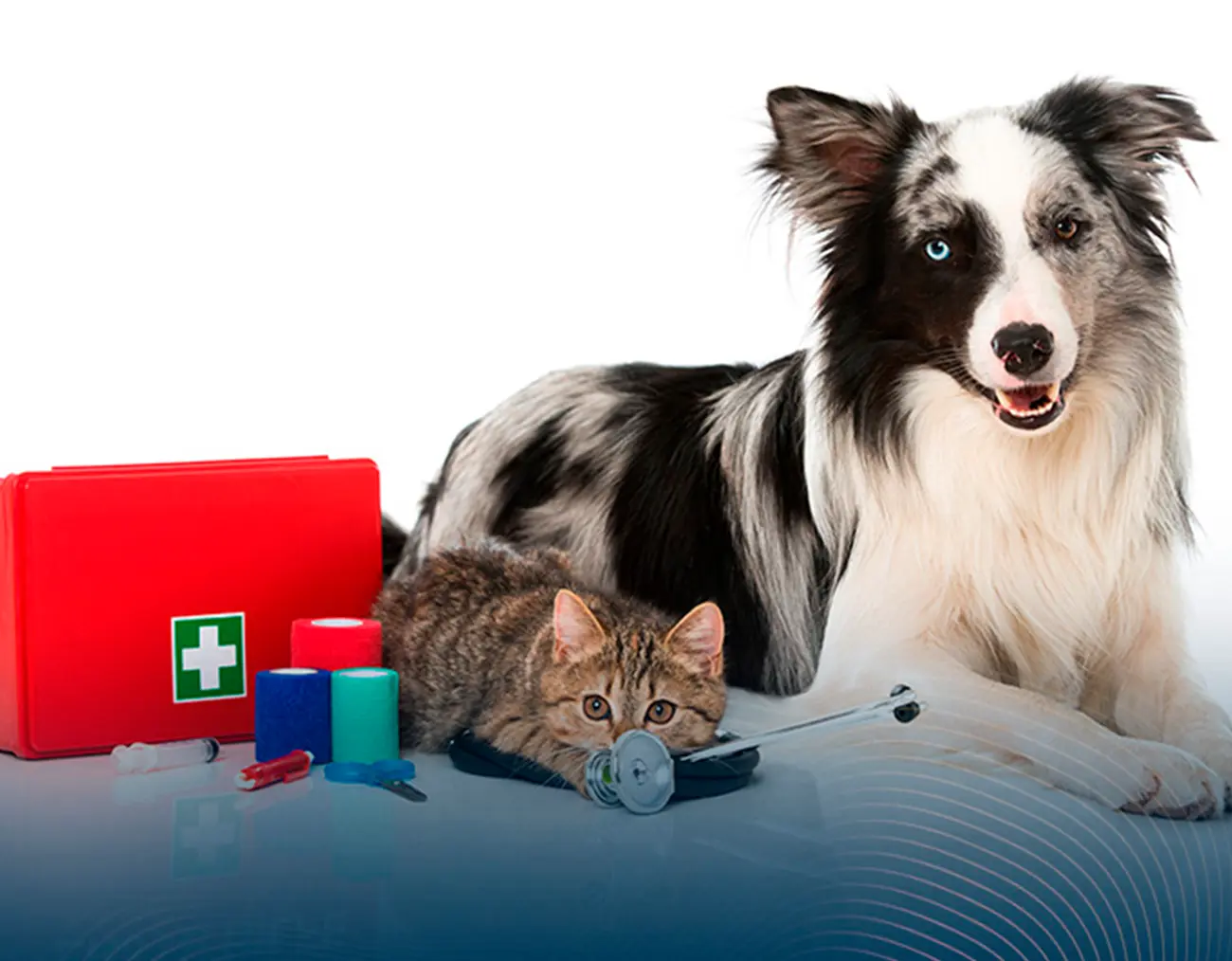 Un kit de primeros auxilios para mascotas, te decimos cómo armarlo