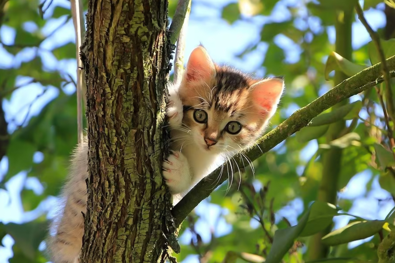 ¿Vas a tener un gato? Claves para empezar con el pie derecho