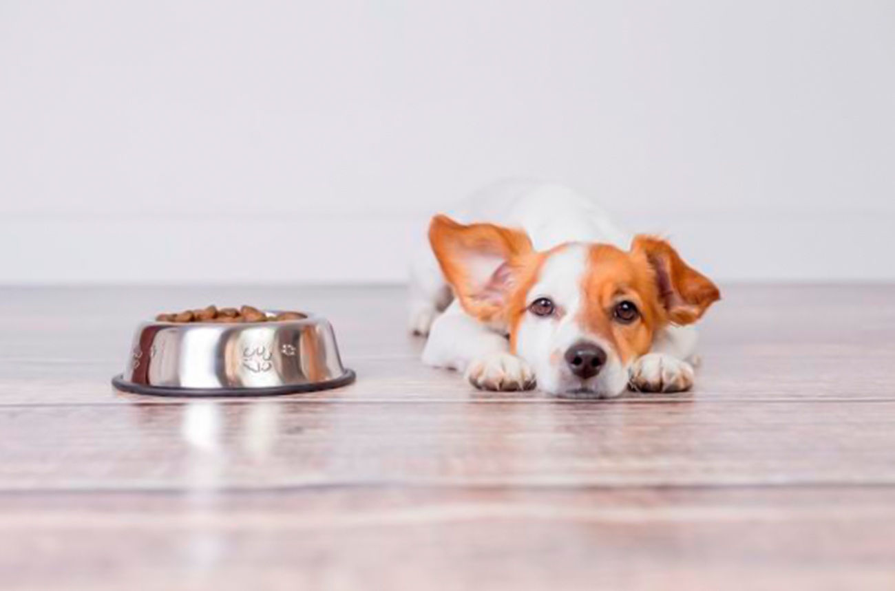 ¿Tu cachorro no quiere comer? Posibles causas y cómo ayudarlo