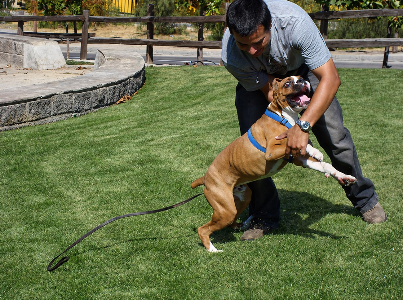 ¿Se puede entrenar a un perro agresivo? Señales y qué hacer