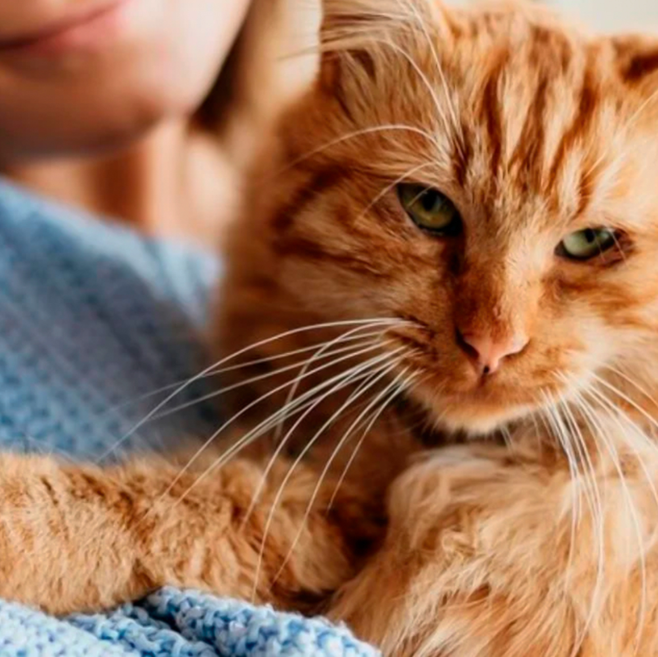 Personalidad en gatos: cómo entenderla y elegir mejor